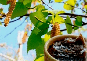 Bērza darva no sēnītes